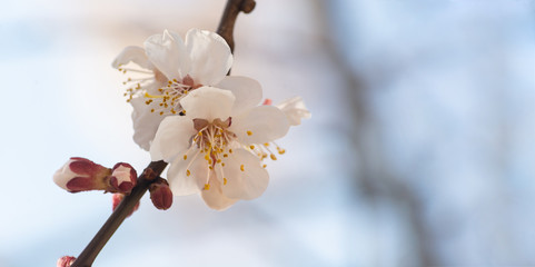Spring flowers on the branches of an apricot tree. Warm weather. Hi spring. Background for a card with flowers. Delicate white petals. Blooming fruit trees. Blurred background. Empty space for text.