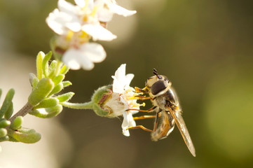 Hoverfly on a flower - genus Eupeodes