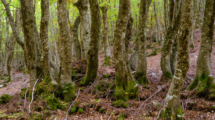 Alberi autunno tronchi