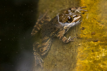 Cape river frog at water edge