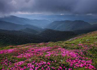 Naklejka na ściany i meble Dramatic sky. Pink rhododendron flowers cover the hills, meadow on summer time. Beautiful photo of mountain landscape. Concept of nature revival. Wallpaper colorful background.