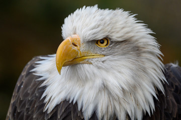 american bald eagle