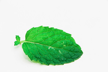 Obraz premium fresh mint leaves