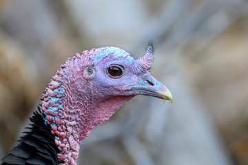 close up of a turkey