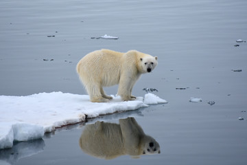 Fototapeta na wymiar Polar bear in Svalbard Archipelago, Norway