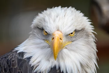 Fotobehang portrait of the eagle © Kory