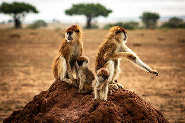 Fototapeta premium Savanna monkey family on a termite mound, Semliki Nature Reserve, Uganda, Africa