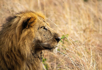 Male lion hunting in Kidepo Valley National Park, Uganda, Africa