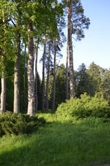 Obraz premium trees in the summer forest