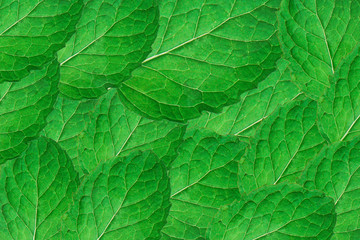 Naklejka na ściany i meble fresh mint leaves