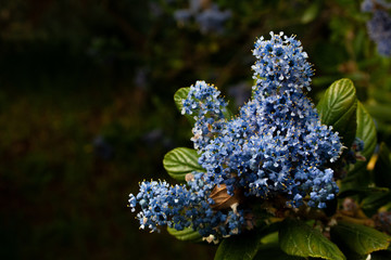 Fiori in primavera presso i giardini di Ninfa, Latina, Italy