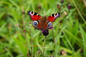 Peacock butterfly resting on a flower in the grass, England