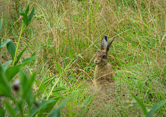 A wild Scottish hare, in the grass.