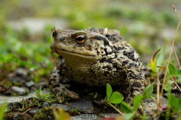 Toad crossing the road in Scotland, UK