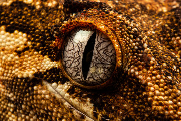 A macro shot of a gargoyle gecko