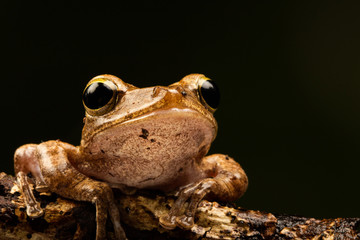 Macro shot of a frilled tree frog