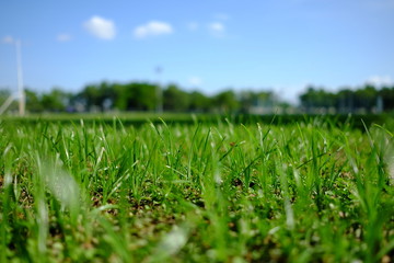 Close up Grass of Rugby Field Background. (Selective Focus)