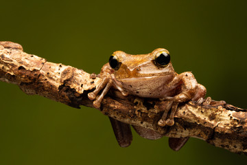 Naklejka premium Macro shot of a frilled tree frog