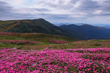 Marvelous summer day. The lawns are covered by pink rhododendron flowers. Beautiful photo of mountain landscape. Concept of nature rebirth. Location place Carpathian, Ukraine, Europe.