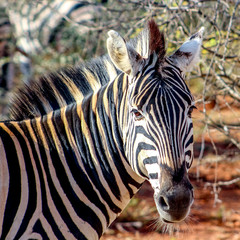 Fototapeta premium Zebra portrait, Madikwe Game Reserve, South Africa