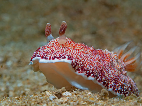 Reticulated Chromodoris (Chromodoris reticulata)