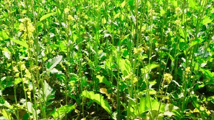 Indian Mustard Land in Bihar Farmer