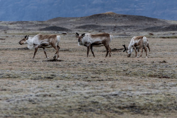 Fototapeta na wymiar Caribou in field