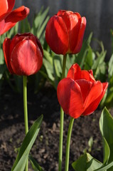 colour tulips in the garden