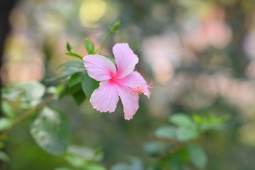 A nice pink color hibiscus flower in the fresh morning