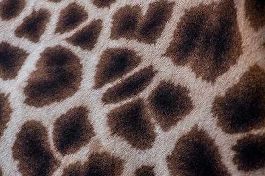 Giraffe print close up on safari