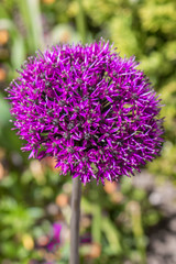 Giant Onion (in german Riesen-Lauch, Riesenzierlauch) Allium giganteum
