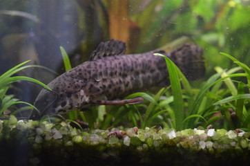 Vibrant Planted Aquarium with Fish