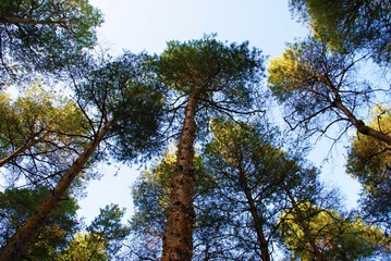 pine trees overhead in the forest