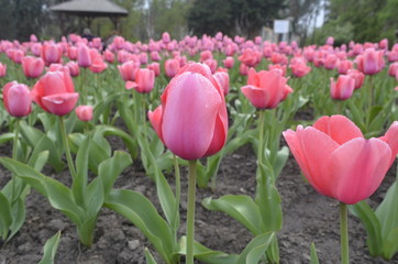 colour tulips in the garden