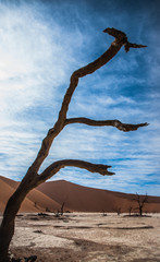 Dead tree in the Namibia desert