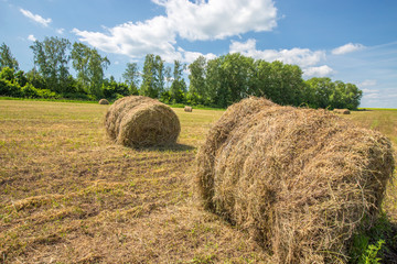 meadow with mowed grass on a sunny day, mowed grass in rolls