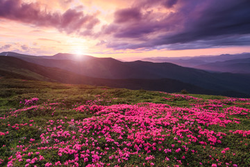 Fototapeta na wymiar Marvelous summer day. The lawns are covered by pink rhododendron flowers. Beautiful photo of mountain landscape. Concept of nature rebirth. Location place Carpathian, Ukraine, Europe.