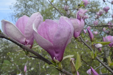 pink magnolia flowers in the garden