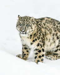 snow leopard portrait