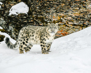 leopard in snow