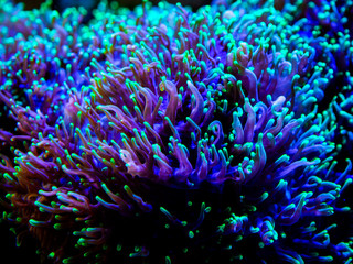 green rhodactis in a reef tank macro close up (soft coral)