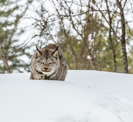 lynx in the snow