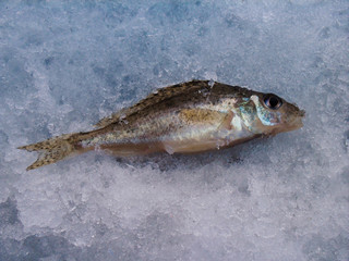 perch fish lying on snow-covered ice, close-up