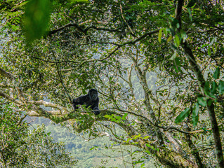 Mountain gorilla, Bwindi Impenetrable Forest, Uganda, Africa