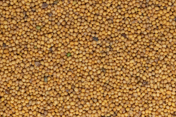 mustard seed as whole background texture