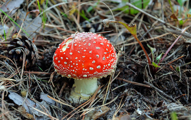 poisonous mushroom with a red cap, fly agaric, growing in the forest in the afternoon