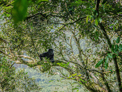 Mountain Gorilla, Bwindi Impenetrable Forest, Uganda, Africa