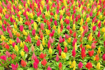 Colorful Cockscomb or Chinese Wool Flowers.