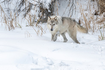 wolf in snow
