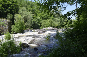 fast river in the forest